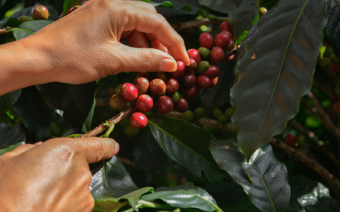 A VIPE traça o caminho do café