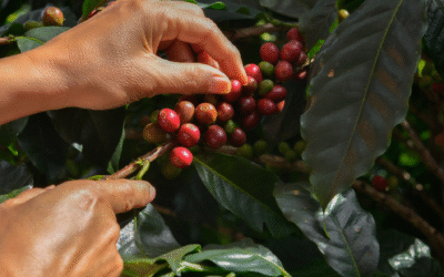 A VIPE traça o caminho do café